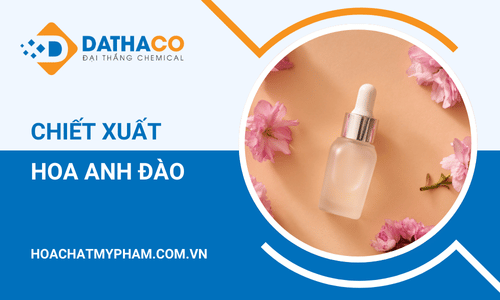 Chiết xuất hoa anh đào và ứng dụng trong mỹ phẩm